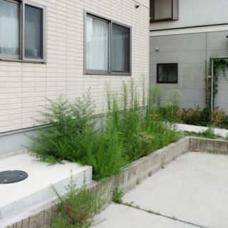 賃貸物件に雑草